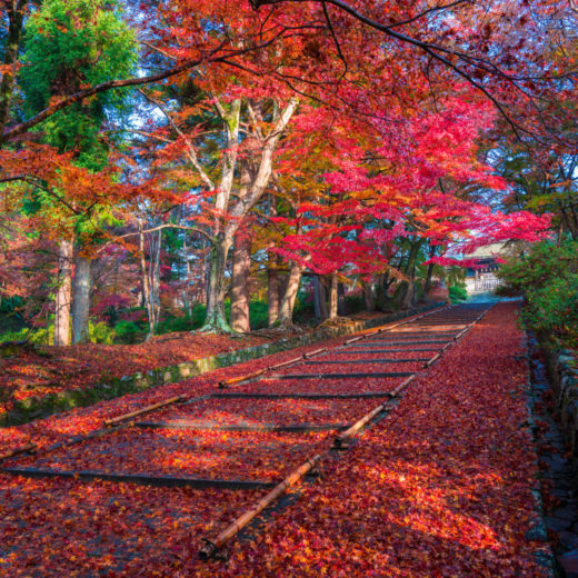 京都　毘沙門堂の紅葉　
